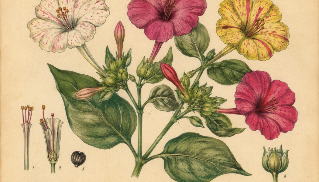 Four O’Clock: A Twilight Bloom with Magical Significance