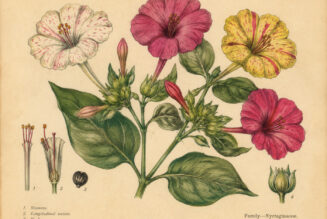 Four O’Clock: A Twilight Bloom with Magical Significance