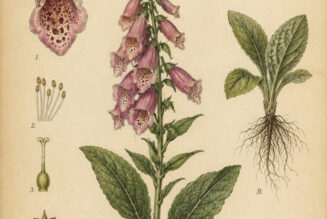 Foxglove: A Magical Plant of Mystery, Healing, and Folklore