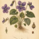 Fragrant Violet: A Sacred Flower of Love, Protection, and Spiritual Wisdom