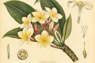 Frangipani: A Sacred Flower in Paganism and Witchcraft