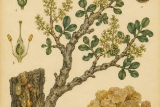 Frankincense: A Sacred Resin in Paganism and Witchcraft