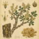Frankincense: A Sacred Resin in Paganism and Witchcraft