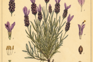 French Lavender: A Fragrant Herb of Protection, Peace, and Pagan Tradition