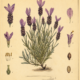French Lavender: A Fragrant Herb of Protection, Peace, and Pagan Tradition