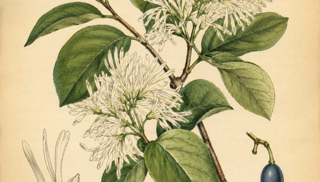 Fringe Tree: A Sacred Tree of Purity, Protection, and Gentle Magic