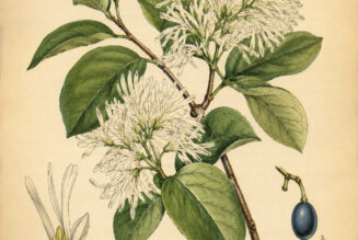 Fringe Tree: A Sacred Tree of Purity, Protection, and Gentle Magic