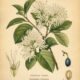 Fringe Tree: A Sacred Tree of Purity, Protection, and Gentle Magic