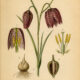 Fritillary: A Graceful Wildflower in Paganism and Witchcraft
