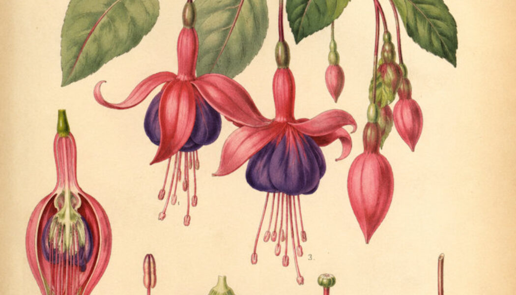 Fuchsia: A Magical Flower of Beauty, Protection, and Intuition