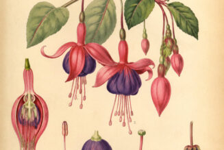 Fuchsia: A Magical Flower of Beauty, Protection, and Intuition