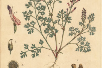 Fumitory: The Witch’s Herb of Purification and Hidden Power