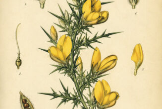 Furze: A Sacred Plant of Protection, Fire, and Renewal in Paganism and Witchcraft