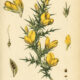 Furze: A Sacred Plant of Protection, Fire, and Renewal in Paganism and Witchcraft