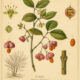 Fusain: The Spindle Tree in Paganism and Witchcraft