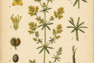 Galium in Paganism and Witchcraft