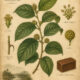 Gambir in Paganism and Witchcraft