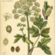 Garden Angelica in Paganism and Witchcraft
