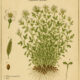 Garden Cress in Paganism and Witchcraft
