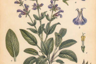 Garden Sage in Paganism and Witchcraft