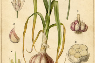 Garlic in Paganism and Witchcraft