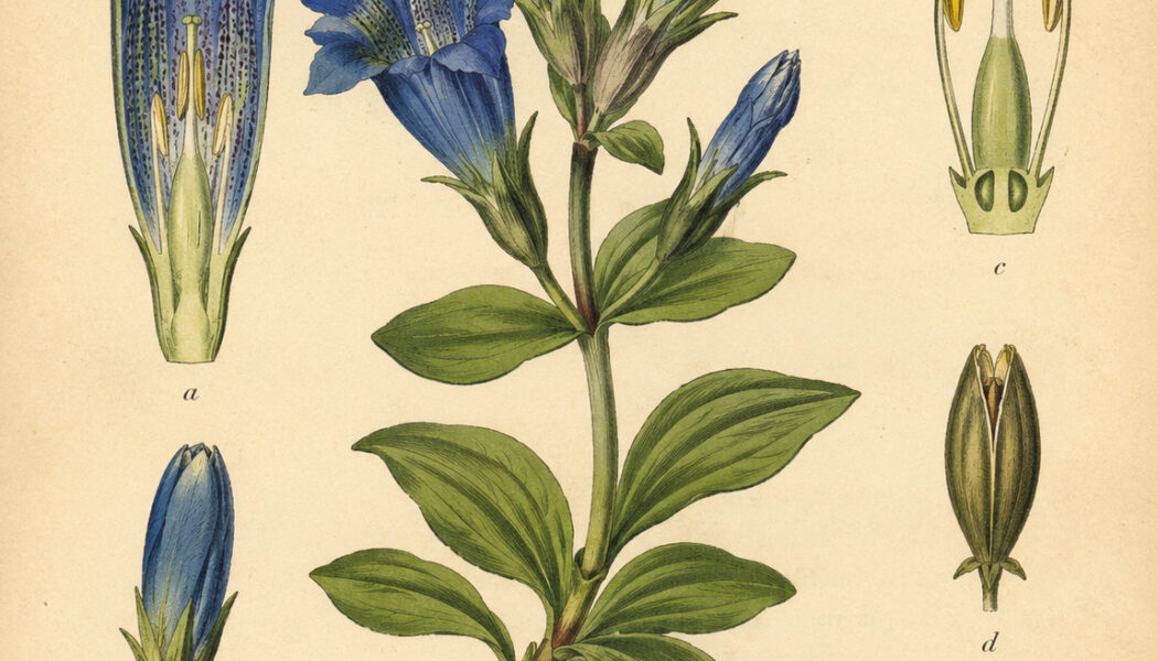 Gentian in Paganism and Witchcraft