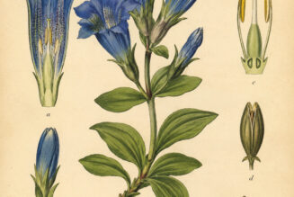 Gentian in Paganism and Witchcraft