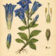 Gentian in Paganism and Witchcraft