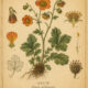 The Use of Geum in Paganism and Witchcraft