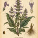Giant Hyssop in Paganism and Witchcraft