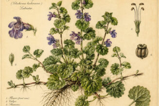 Gill-over-the-Ground (Glechoma hederacea) in Paganism and Witchcraft