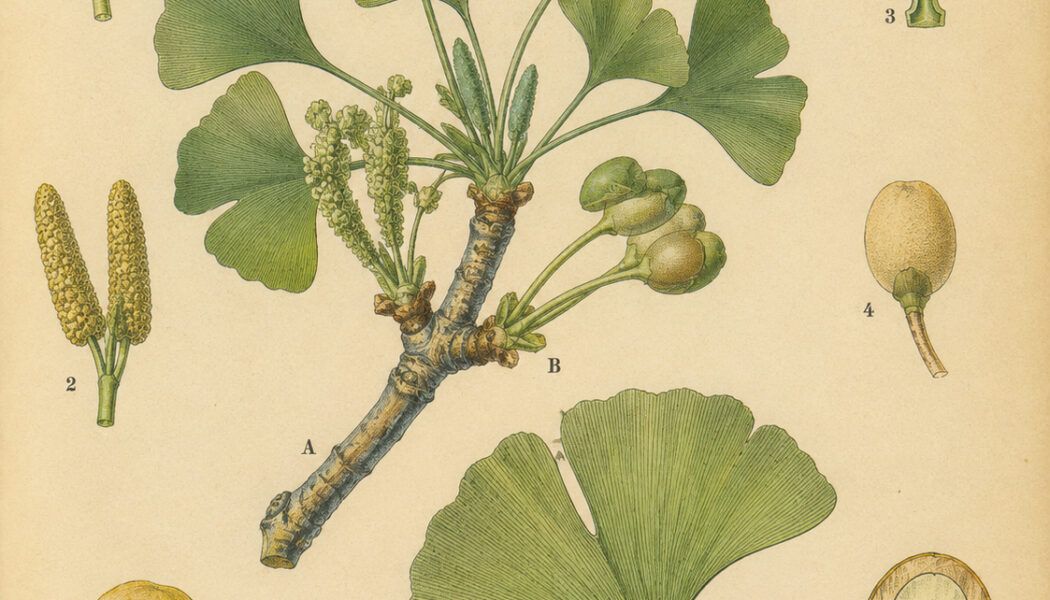 Ginkgo in Paganism and Witchcraft