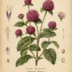 Globe Amaranth in Paganism and Witchcraft