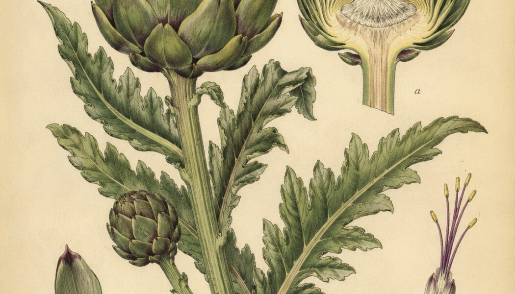 The Use of Globe Artichoke in Paganism and Witchcraft
