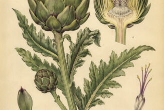 The Use of Globe Artichoke in Paganism and Witchcraft