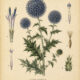 Globe Thistle in Paganism and Witchcraft
