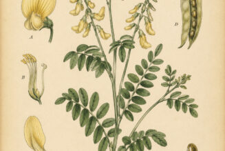 Goat’s Rue in Paganism and Witchcraft