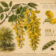 The Golden Chain Tree in Paganism and Witchcraft