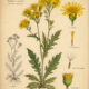 Golden Ragwort in Paganism and Witchcraft