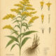 Goldenrod in Paganism and Witchcraft
