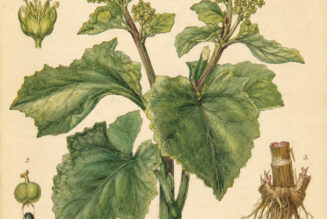 Good King Henry in Paganism and Witchcraft