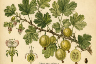 Gooseberry in Paganism and Witchcraft
