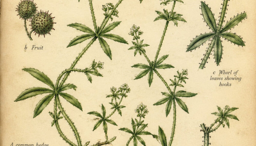 Goosegrass in Paganism and Witchcraft
