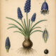Grape Hyacinth in Paganism and Witchcraft