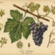 Grapevine in Paganism and Witchcraft