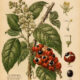 Guarana in Paganism and Witchcraft