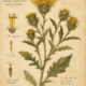 Gumweed in Paganism and Witchcraft