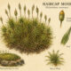 Haircap Moss in Paganism and Witchcraft: A Symbol of Endurance and Ancient Wisdom