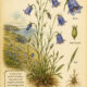 Harebell in Paganism and Witchcraft: The Fairy Flower of the Wild