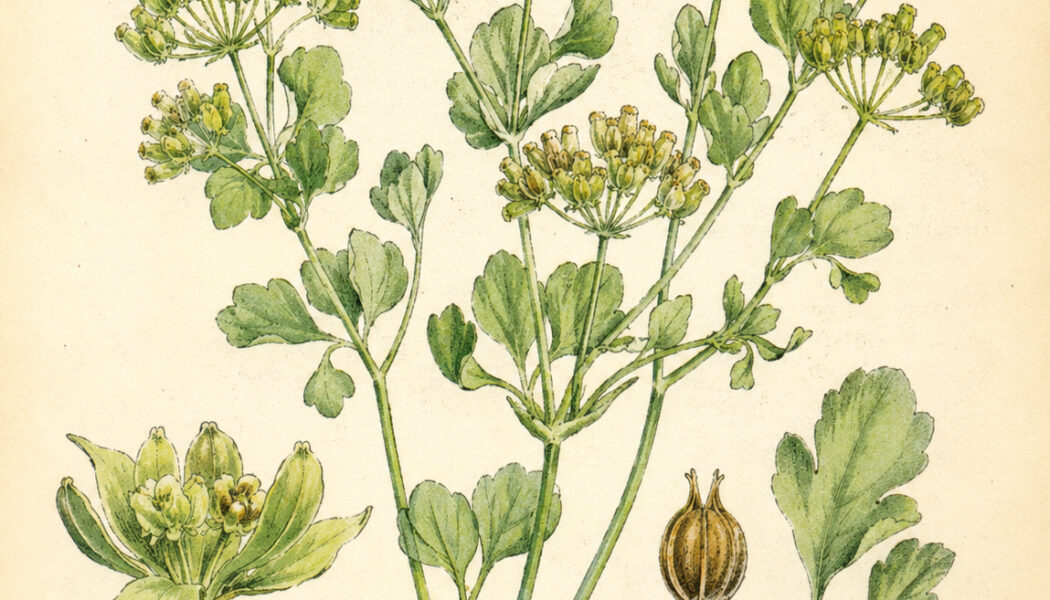 Hare’s Ear in Paganism and Witchcraft